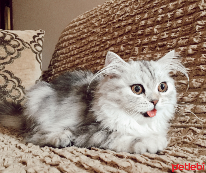 Chinchilla, Kedi  Bihter fotoğrafı