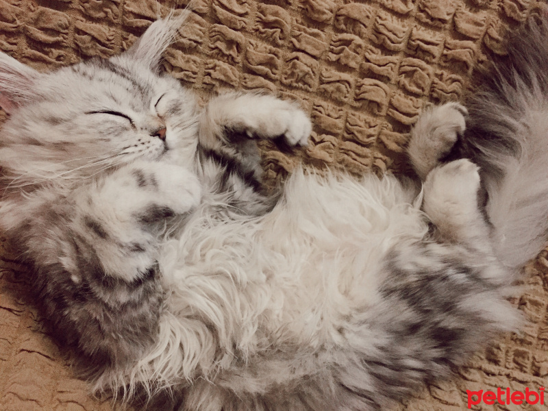 Chinchilla, Kedi  Bihter fotoğrafı