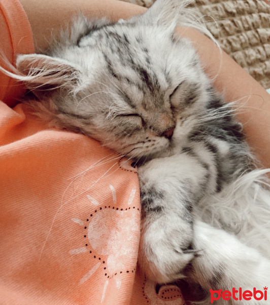 Chinchilla, Kedi  Bihter fotoğrafı