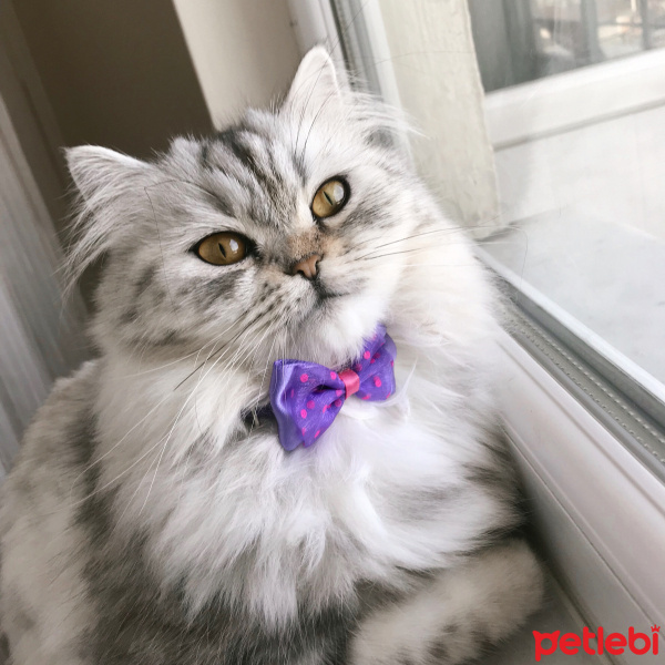 Chinchilla, Kedi  Bihter fotoğrafı