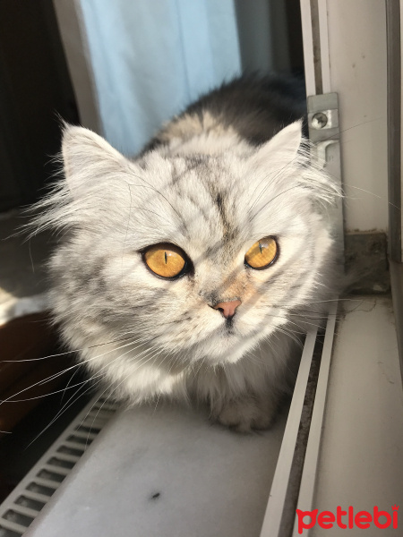 Chinchilla, Kedi  Bihter fotoğrafı