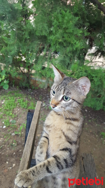 Tekir Kedi, Kedi  Nazlı fotoğrafı