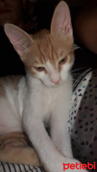 Sarman, Kedi  SARMAN fotoğrafı