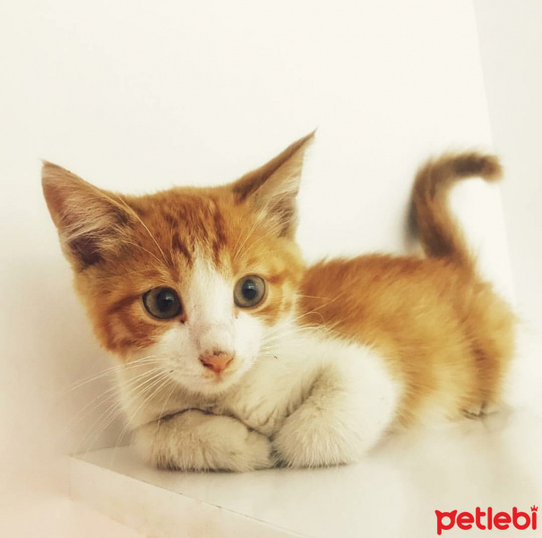 Tekir Kedi, Kedi  CAFER fotoğrafı
