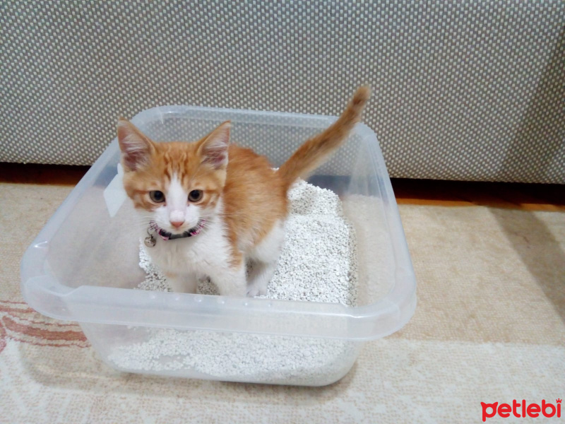 Tekir Kedi, Kedi  CAFER fotoğrafı