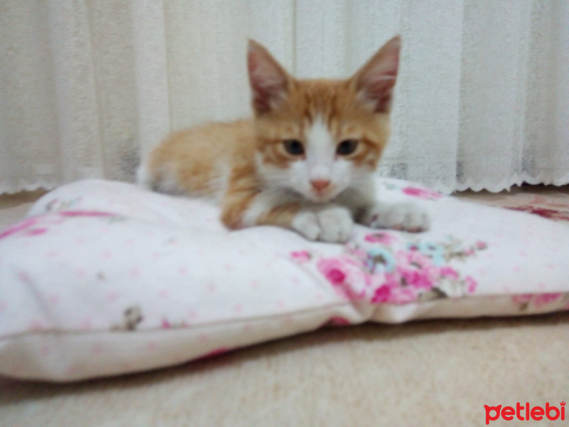 Tekir Kedi, Kedi  CAFER fotoğrafı