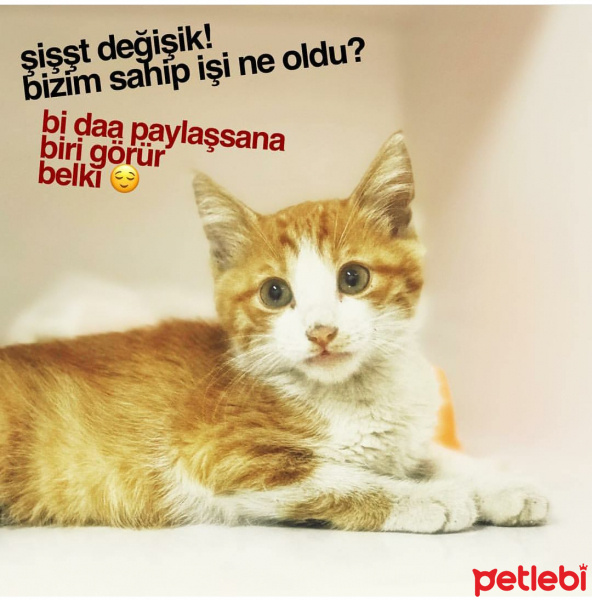 Tekir Kedi, Kedi  CAFER fotoğrafı