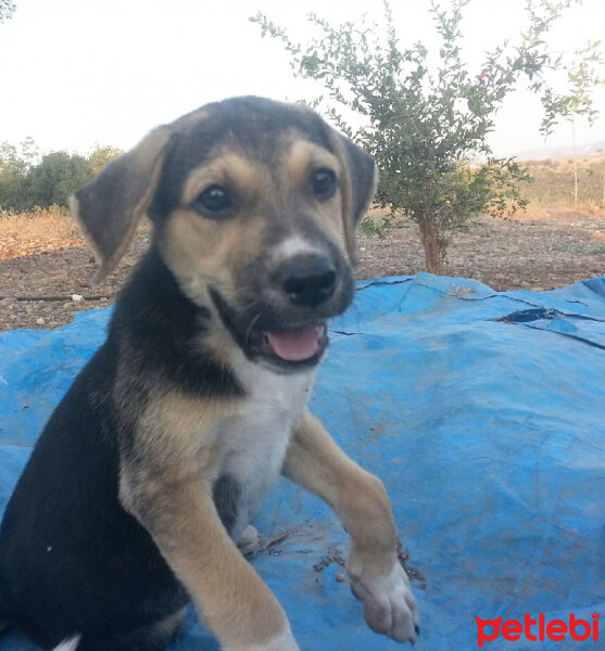 Sokö (Sokak Köpeği), Köpek  Oscar fotoğrafı