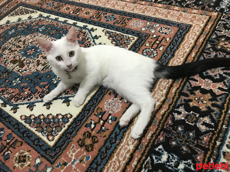 Ankara Kedisi, Kedi  Pamuk ömürlük yuva arıyor fotoğrafı