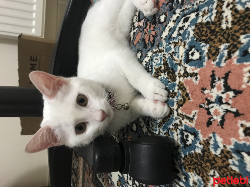 Ankara Kedisi, Kedi  Pamuk ömürlük yuva arıyor fotoğrafı