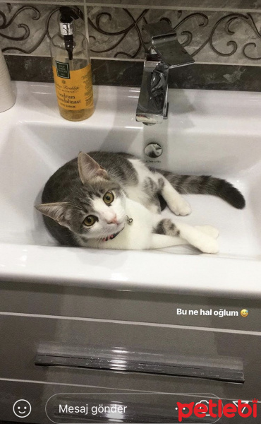 Tekir Kedi, Kedi  Duman fotoğrafı
