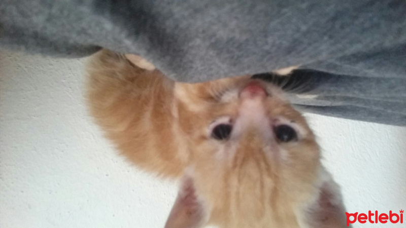 Sarman, Kedi  Limon fotoğrafı