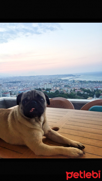 Pug, Köpek  Berry fotoğrafı