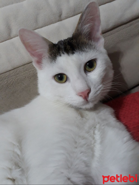 Tekir Kedi, Kedi  Bulut fotoğrafı