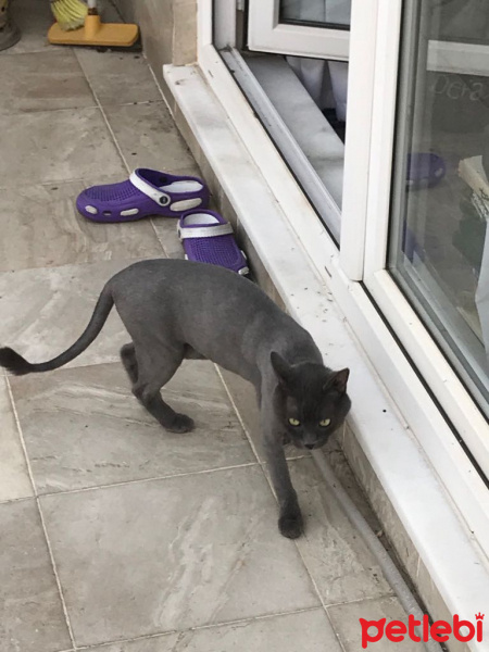 British Shorthair, Kedi  Şirin fotoğrafı