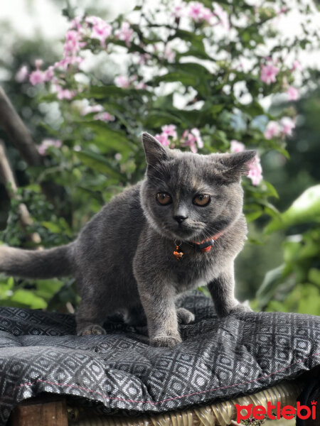 British Shorthair, Kedi  Luna fotoğrafı