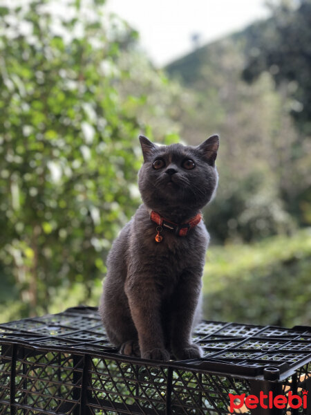 British Shorthair, Kedi  Luna fotoğrafı