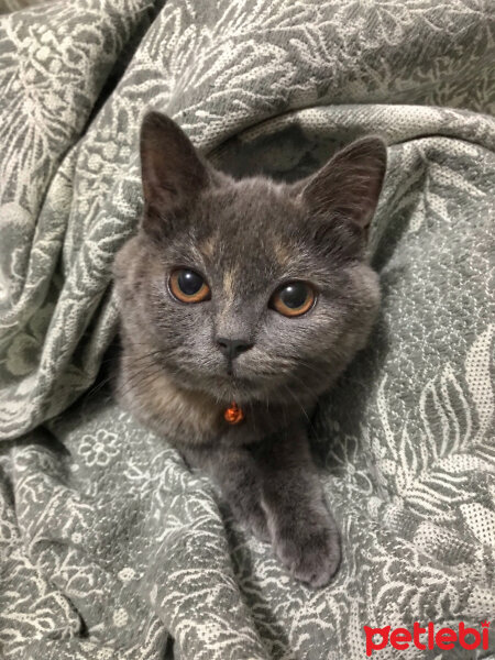 British Shorthair, Kedi  Luna fotoğrafı