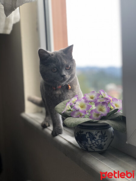 British Shorthair, Kedi  Luna fotoğrafı