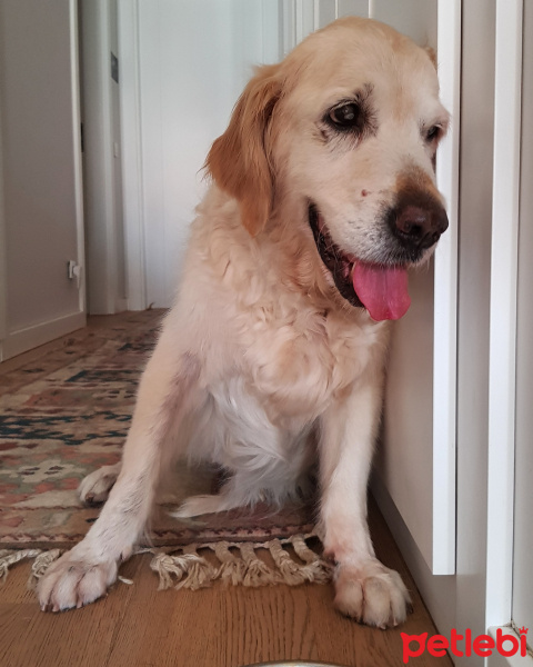 Golden Retriever, Köpek  Keysi fotoğrafı