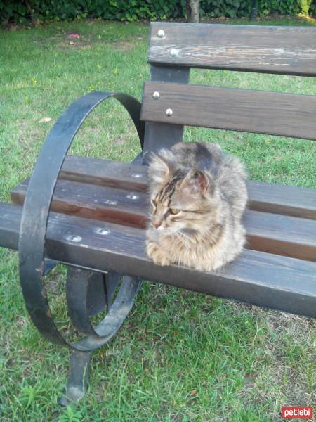 İran Kedisi (Persian), Kedi  Şanslı fotoğrafı