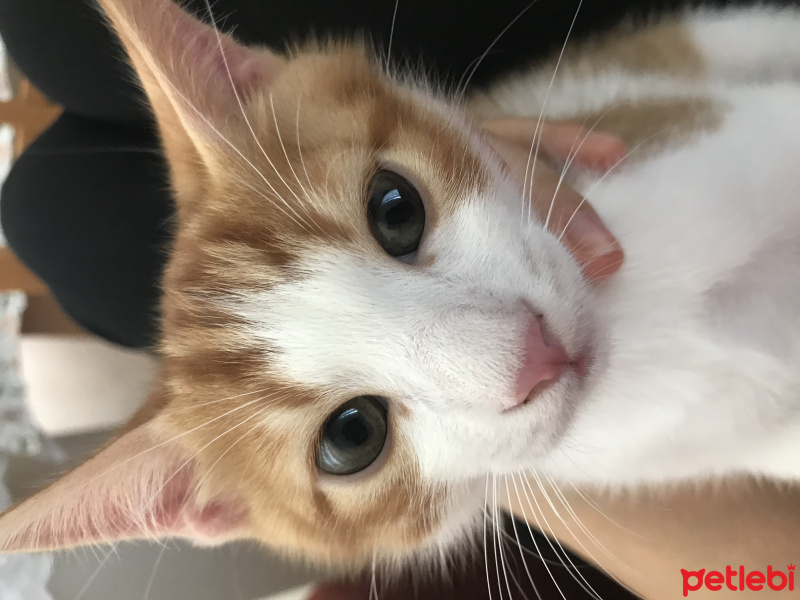 Tekir Kedi, Kedi  Cesur fotoğrafı