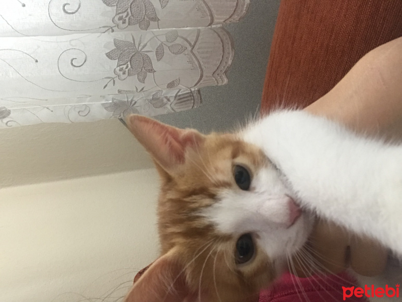 Tekir Kedi, Kedi  Cesur fotoğrafı