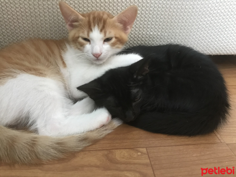 Tekir Kedi, Kedi  Cesur fotoğrafı
