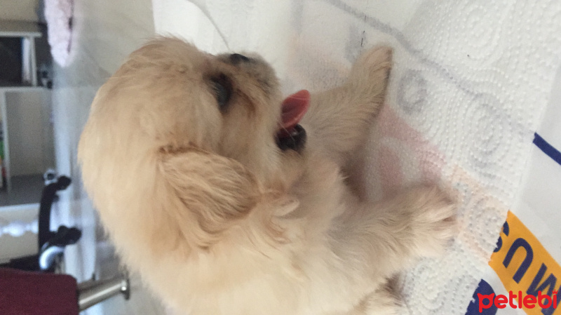 Pekingese, Köpek  Ayaz fotoğrafı