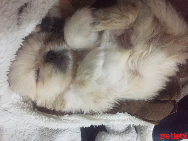 Pekingese, Köpek  Ayaz fotoğrafı