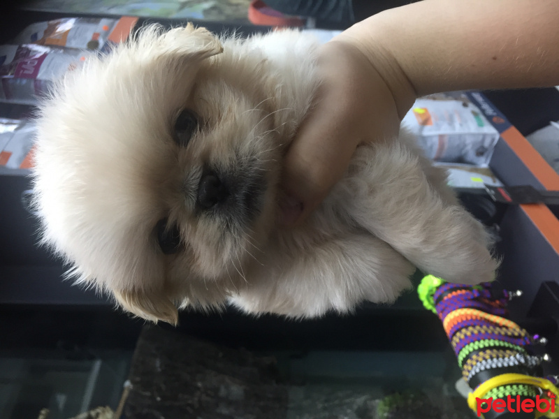 Pekingese, Köpek  Ayaz fotoğrafı
