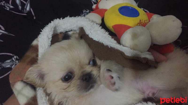 Pekingese, Köpek  Ayaz fotoğrafı
