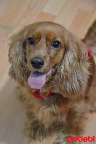 Amerikan Cocker Spaniel, Köpek  Bihter fotoğrafı