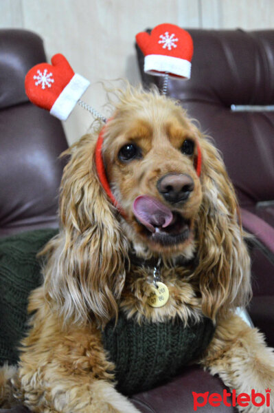 Amerikan Cocker Spaniel, Köpek  Bihter fotoğrafı