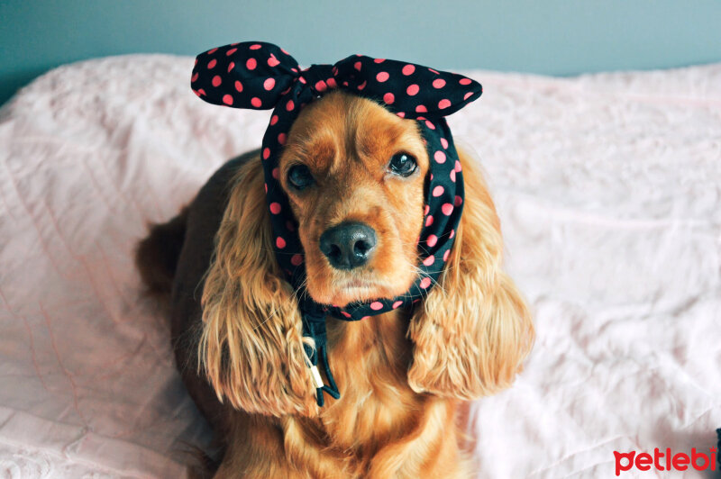 Amerikan Cocker Spaniel, Köpek  Bihter fotoğrafı