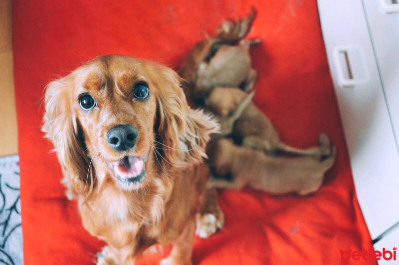 Amerikan Cocker Spaniel, Köpek  Bihter fotoğrafı