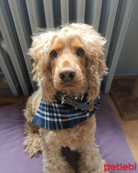 Amerikan Cocker Spaniel, Köpek  Bihter fotoğrafı