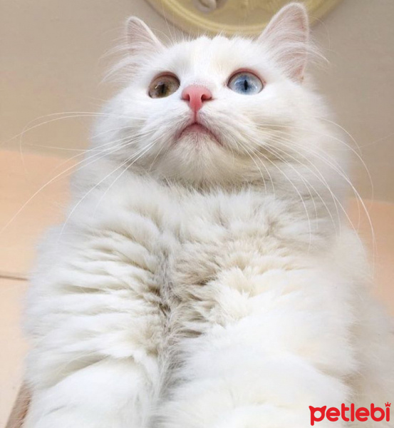 Ankara Kedisi, Kedi  Zin fotoğrafı