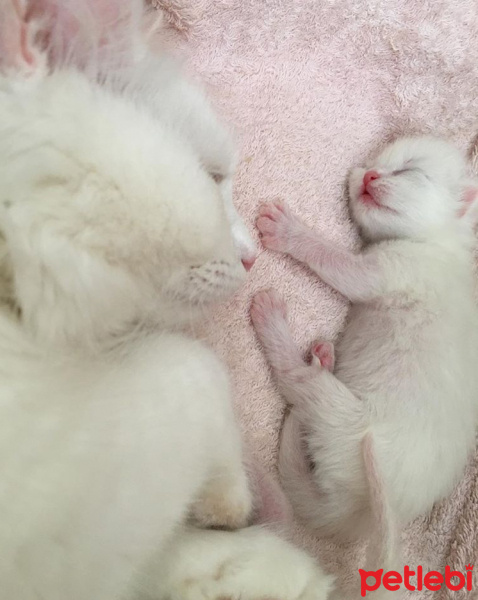 Ankara Kedisi, Kedi  Zin fotoğrafı