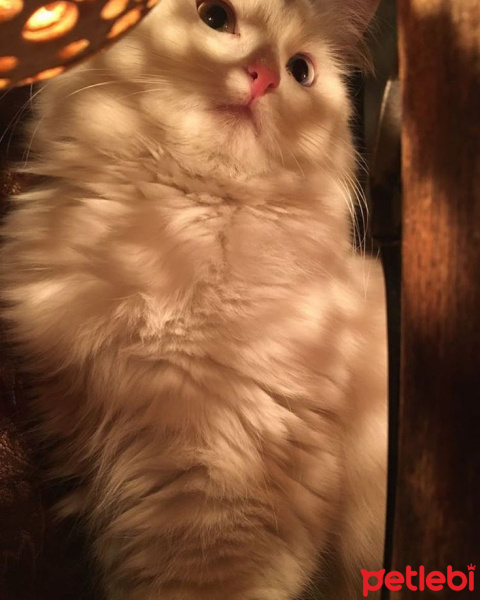 Ankara Kedisi, Kedi  Zin fotoğrafı