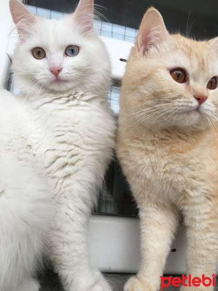 Ankara Kedisi, Kedi  Zin fotoğrafı