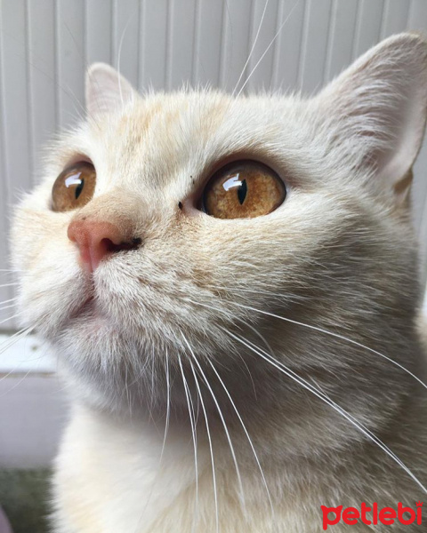 British Shorthair, Kedi  Sida fotoğrafı