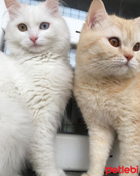 British Shorthair, Kedi  Sida fotoğrafı
