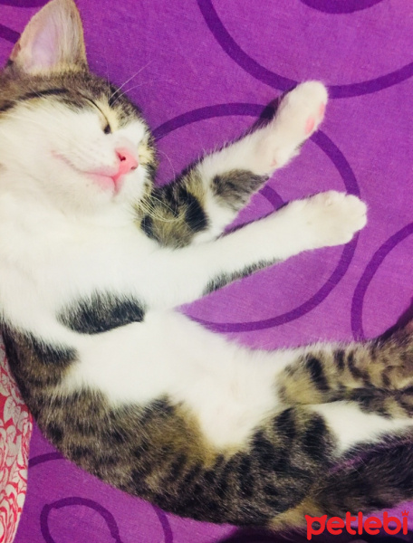 Tekir Kedi, Kedi  Maarul bey fotoğrafı