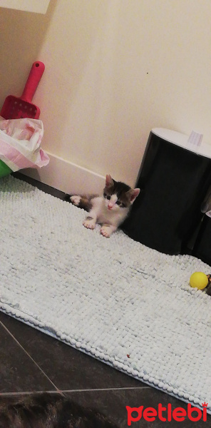 Tekir Kedi, Kedi  Paytak fotoğrafı