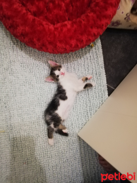 Tekir Kedi, Kedi  Paytak fotoğrafı