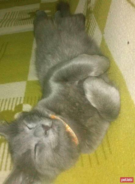 Nebelung, Kedi  duman fotoğrafı