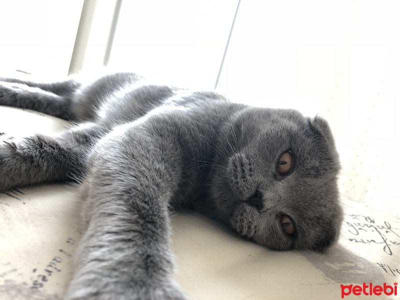 Scottish Fold, Kedi  Duman fotoğrafı