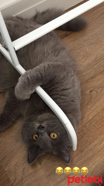 British Shorthair, Kedi  Yumak fotoğrafı