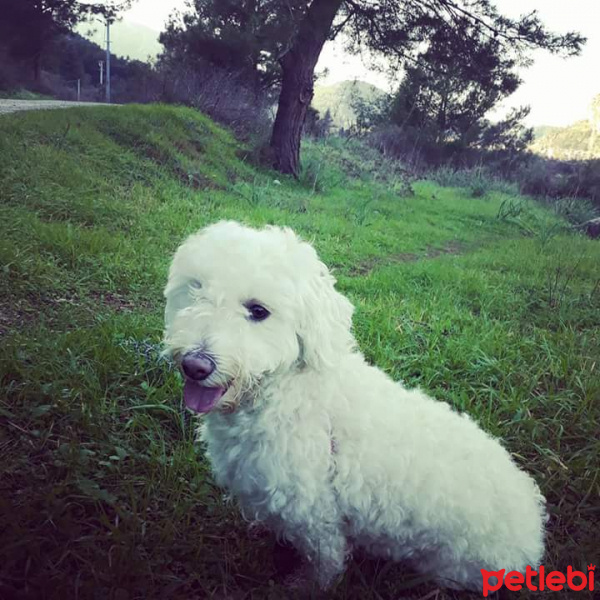 Airedale Terrier, Köpek  Şira fotoğrafı